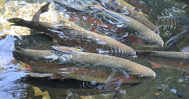 Pêcher la truite depuis le camping La Forêt