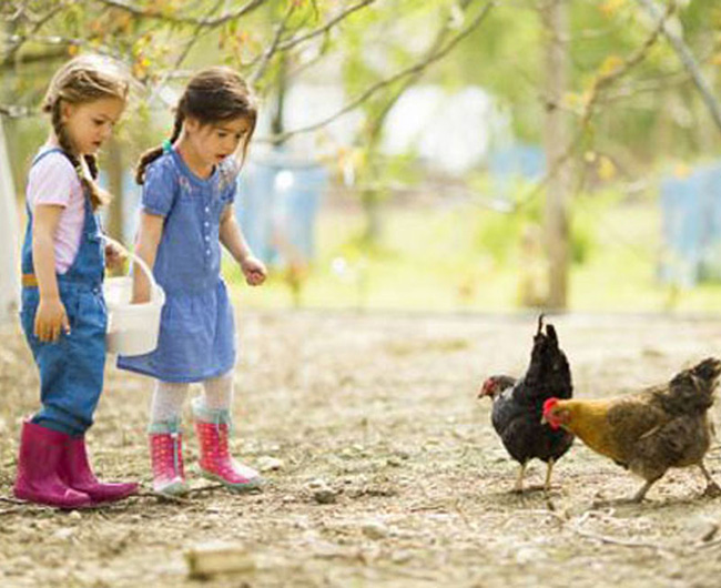 mini ferme animaux camping